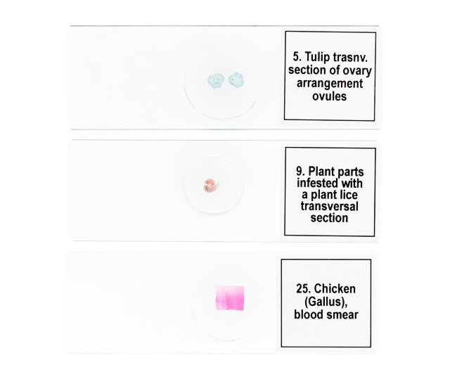 Набор микропрепаратов Discovery Prof DPS 25. «Биология, Птицы и др.»