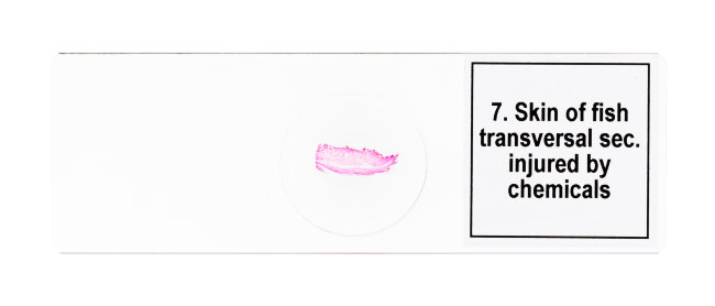 Набор микропрепаратов Discovery Prof DPS 25. «Биология, Птицы и др.»