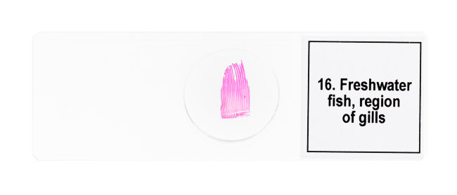 Набор микропрепаратов Discovery Prof DPS 25. «Биология, Птицы и др.»