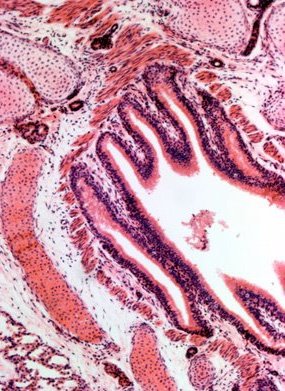 Набор микропрепаратов Альтами "Ткани человека" (15 стекол)