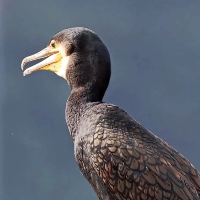 Смарт-телескоп ZWO Seestar S50 Смарт-телескоп ZWO Seestar S50