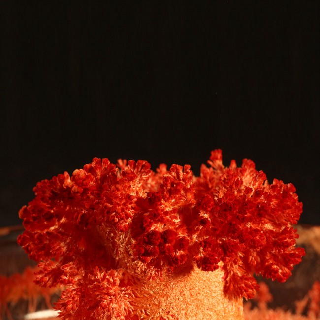 Вырасти огненного пушистика, опыт в ведерке Лучшие Эксперименты