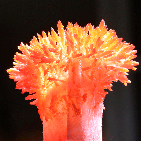 Вырасти огненного пушистика, опыт в ведерке Лучшие Эксперименты