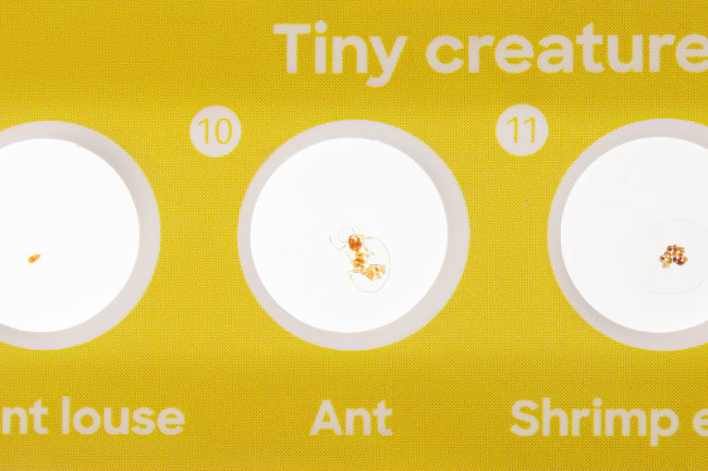 Набор микропрепаратов Discovery «Фауна», 12 шт. Набор микропрепаратов Discovery «Фауна», 12 шт.