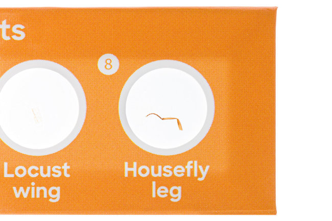 Набор микропрепаратов Discovery «Флора и фауна», 24 шт.