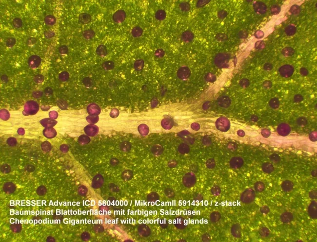 Микроскоп Bresser Advance ICD 10x-160x Микроскоп Bresser Advance ICD 10x-160x