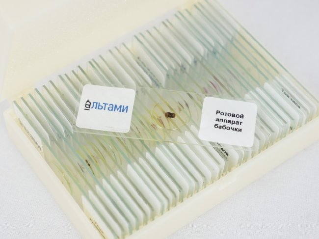 Набор микропрепаратов Альтами "Зоология" (30 стекол) Набор микропрепаратов Альтами "Зоология" (30 стекол)