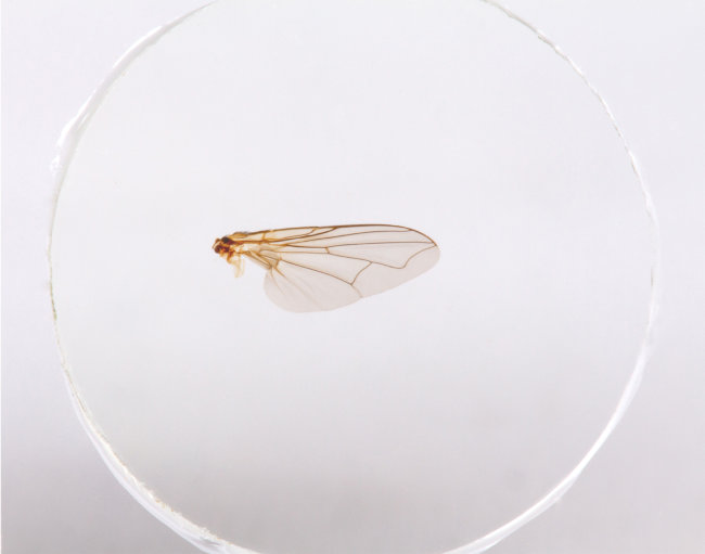 Набор микропрепаратов Konus 10: «Биология» (часть 1) Набор микропрепаратов Konus 10: «Биология» (часть 1)