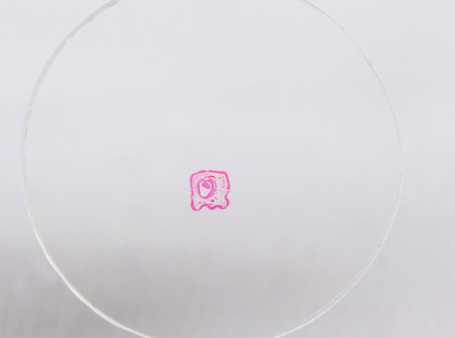 Набор микропрепаратов Konus 10: «Биология» (часть 1) Набор микропрепаратов Konus 10: «Биология» (часть 1)