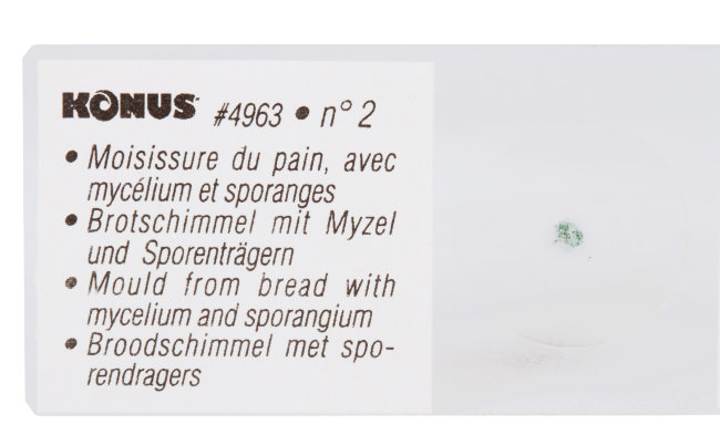 Набор микропрепаратов Konus 10: «Биология» (часть 1) Набор микропрепаратов Konus 10: «Биология» (часть 1)