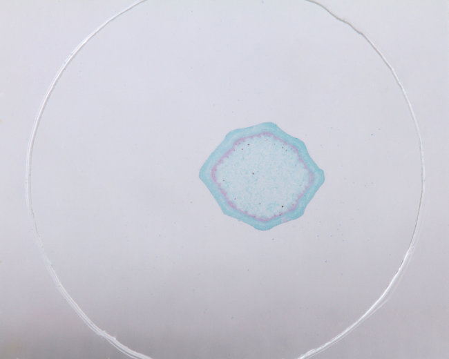 Набор микропрепаратов Konus 10: «Естественные науки» Набор микропрепаратов Konus 10: «Естественные науки»