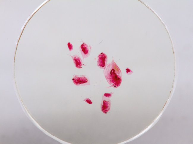 Набор микропрепаратов Konus 10: «Потрясающий мир в капле воды» Набор микропрепаратов Konus 10: «Потрясающий мир в капле воды»