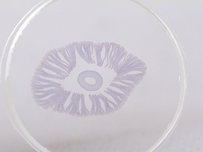 Набор микропрепаратов Konus 10: «Почва»