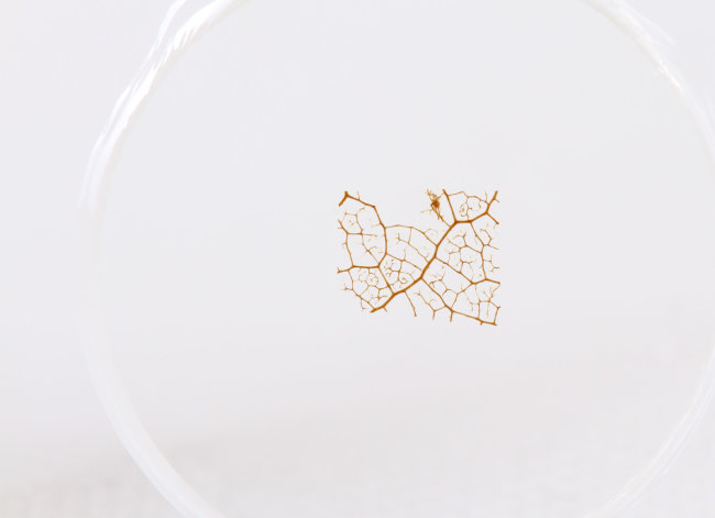 Набор микропрепаратов Konus 10: «Почва»