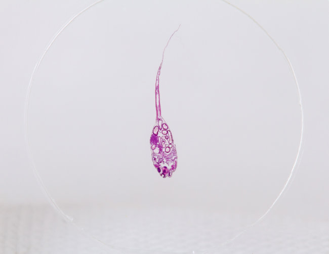 Набор микропрепаратов Konus 10: «Рыбы, лягушки и другие земноводные»