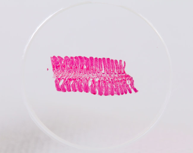 Набор микропрепаратов Konus 10: «Рыбы, лягушки и другие земноводные»