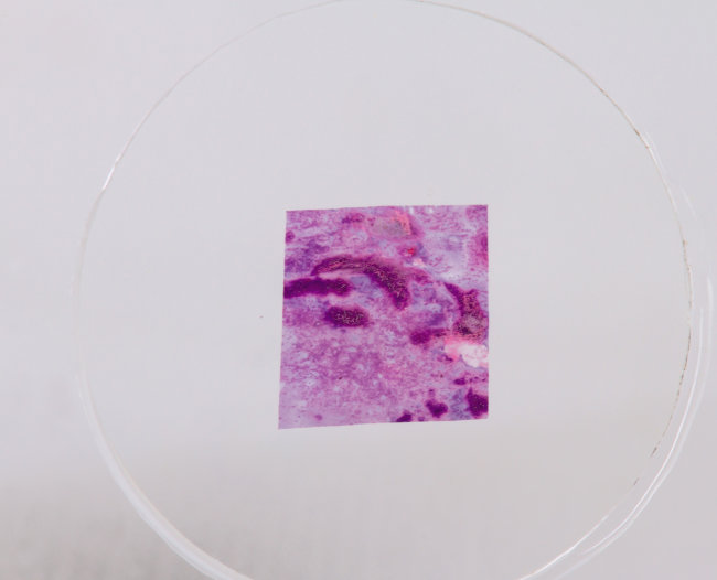 Набор микропрепаратов Konus 10: «Человеческое тело. Норма» Набор микропрепаратов Konus 10: «Человеческое тело. Норма»