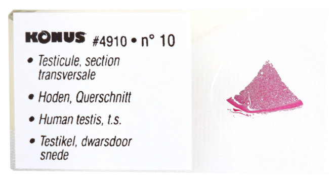 Набор микропрепаратов Konus 10: «Человеческое тело. Норма» Набор микропрепаратов Konus 10: «Человеческое тело. Норма»