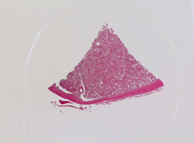 Набор микропрепаратов Konus 10: «Человеческое тело. Норма» Набор микропрепаратов Konus 10: «Человеческое тело. Норма»