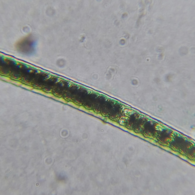 Микроскоп школьный Микромед Эврика Smart 40х-1280х в текстильном кейсе