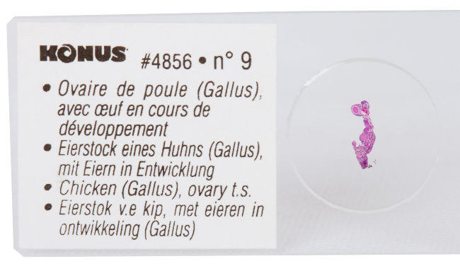 Набор микропрепаратов Konus 10: «Ящерицы, змеи и птицы»