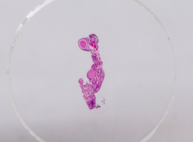 Набор микропрепаратов Konus 10: «Ящерицы, змеи и птицы»