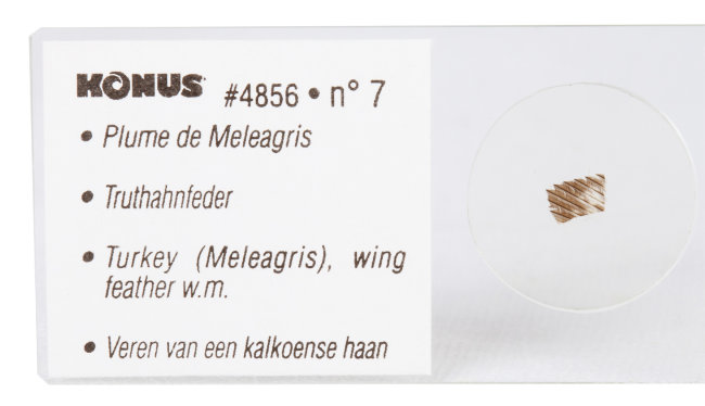 Набор микропрепаратов Konus 10: «Ящерицы, змеи и птицы»