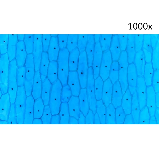 Цифровой микроскоп Микмед LCD 1000Х 2.0LB