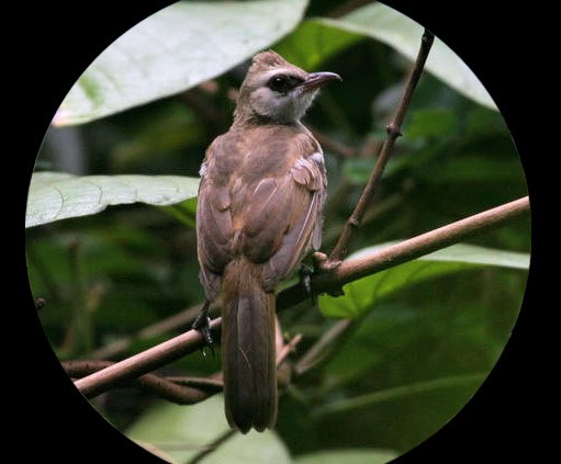 Бинокль Pentax ZD 8x43 ED