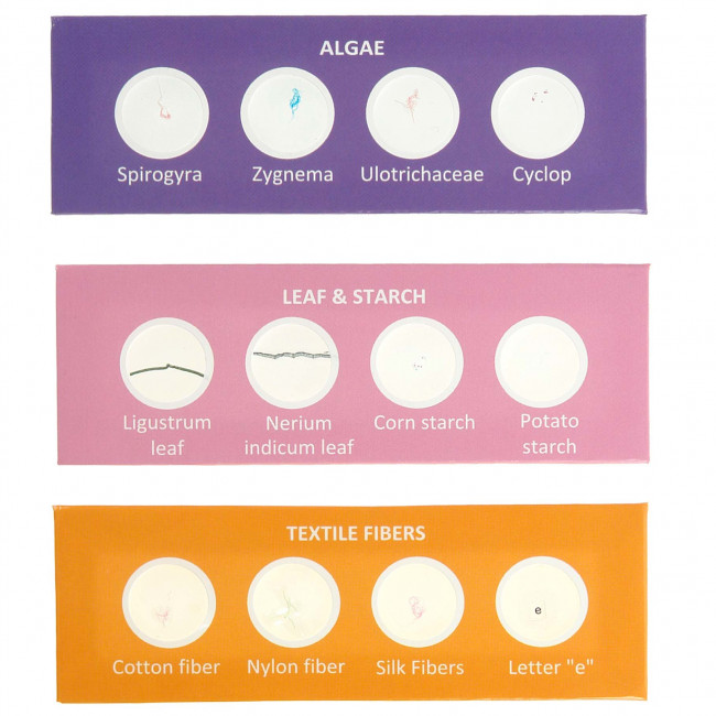 Набор микропрепаратов Микромед №24-2