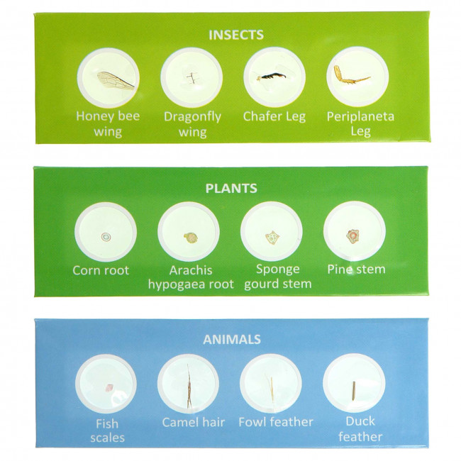 Набор микропрепаратов Микромед №24-2