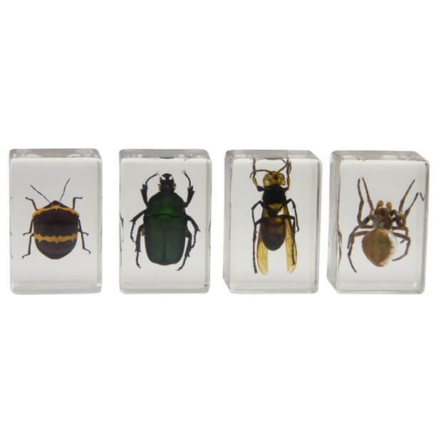 Набор 3D-образцов насекомых Celestron №2