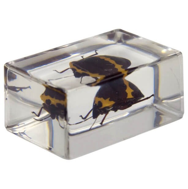 Набор 3D-образцов насекомых Celestron №2 Набор 3D-образцов насекомых Celestron №2