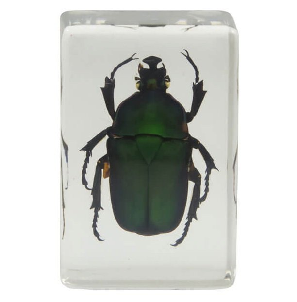 Набор 3D-образцов насекомых Celestron №2 Набор 3D-образцов насекомых Celestron №2