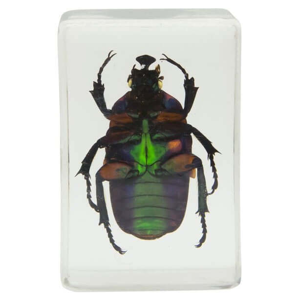 Набор 3D-образцов насекомых Celestron №2 Набор 3D-образцов насекомых Celestron №2