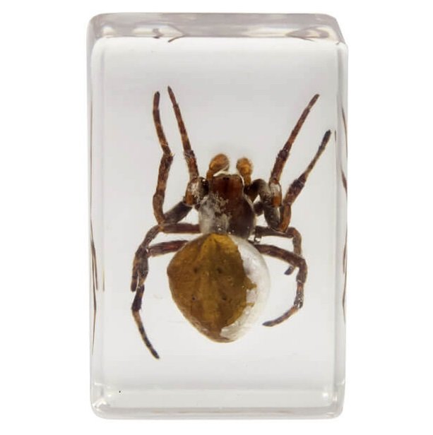 Набор 3D-образцов насекомых Celestron №2 Набор 3D-образцов насекомых Celestron №2