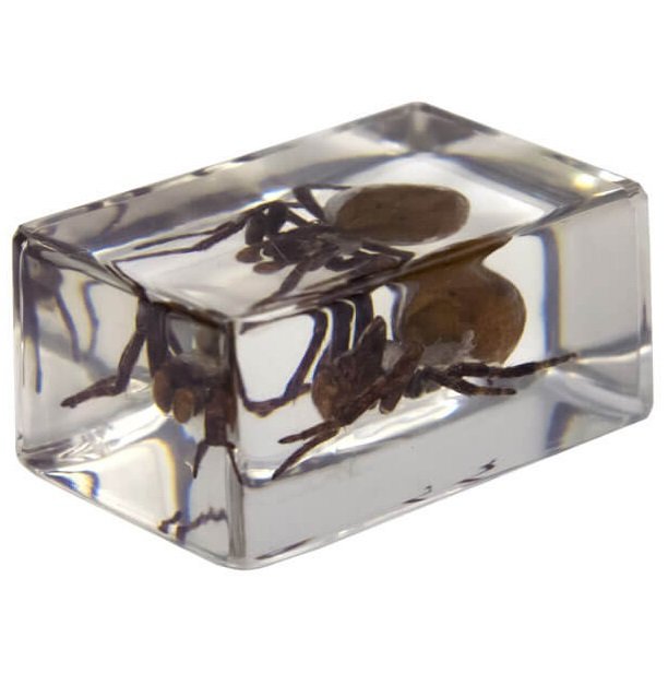 Набор 3D-образцов насекомых Celestron №2 Набор 3D-образцов насекомых Celestron №2