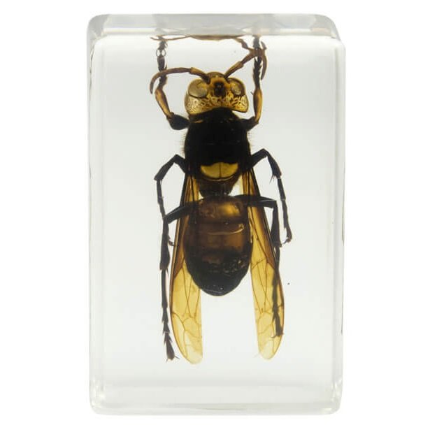 Набор 3D-образцов насекомых Celestron №2 Набор 3D-образцов насекомых Celestron №2