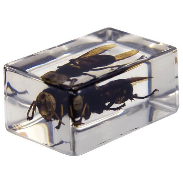 Набор 3D-образцов насекомых Celestron №2 Набор 3D-образцов насекомых Celestron №2