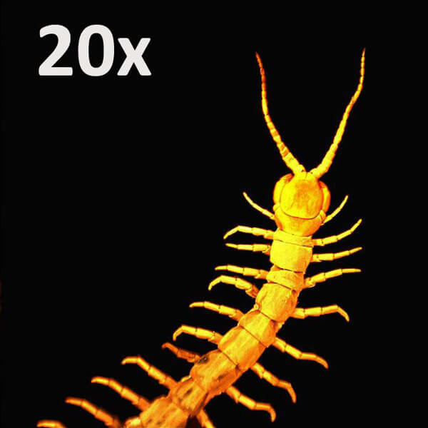 Портативный цифровой микроскоп Celestron Pro Портативный цифровой микроскоп Celestron Pro