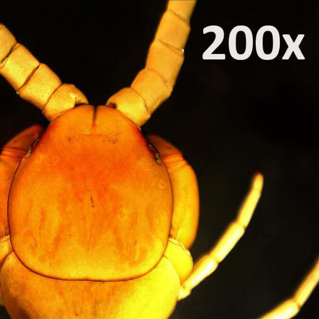 Портативный цифровой микроскоп Celestron Pro Портативный цифровой микроскоп Celestron Pro