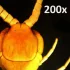 Портативный цифровой микроскоп Celestron Pro Портативный цифровой микроскоп Celestron Pro
