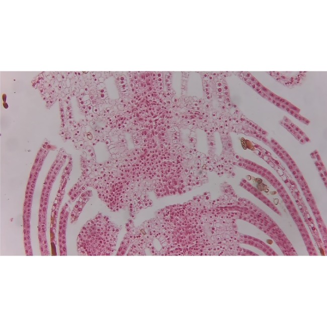 Видеоокуляр ToupCam XCAMLITE1080PA HDMI USB Видеоокуляр ToupCam XCAMLITE1080PA HDMI USB