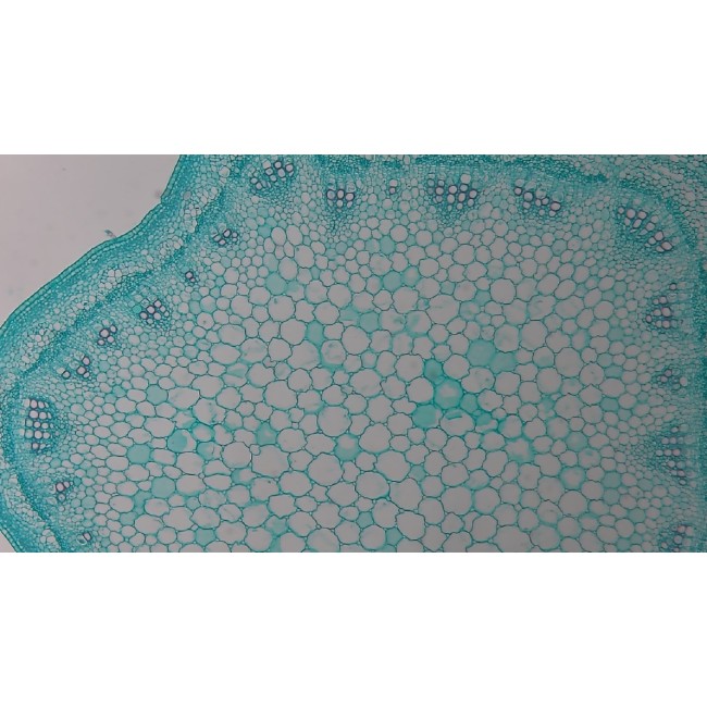 Видеоокуляр ToupCam XCAMLITE1080PA HDMI USB Видеоокуляр ToupCam XCAMLITE1080PA HDMI USB