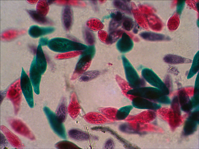 Набор микропрепаратов Levenhuk N18 NG Набор микропрепаратов Levenhuk N18 NG