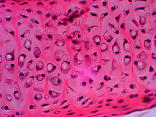 Набор микропрепаратов Levenhuk N20 NG