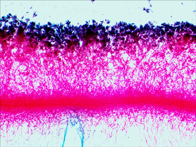 Набор микропрепаратов Levenhuk N80 NG «Увидеть все!»