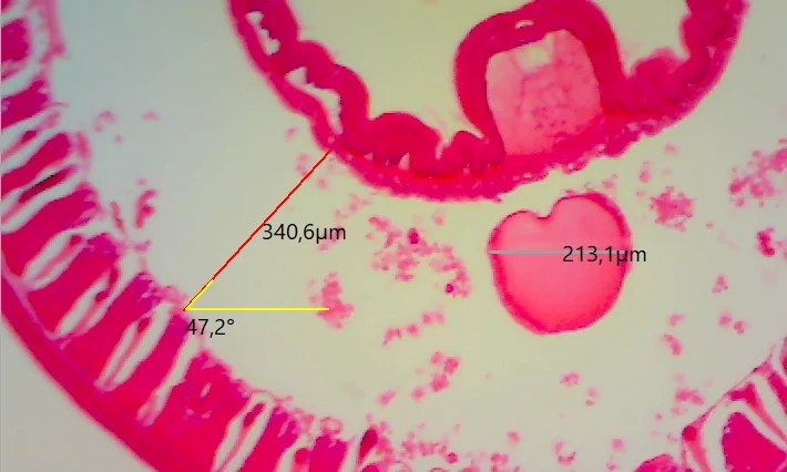 Измерения в ToupView