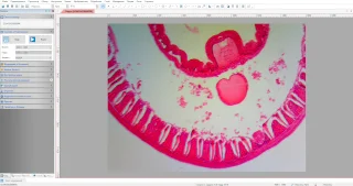 Интерфейс программы ToupView