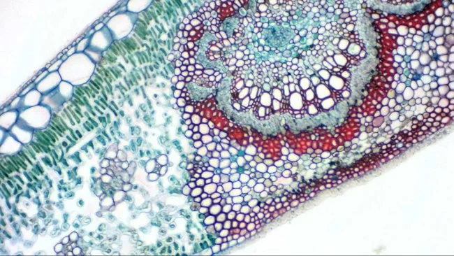 Камера цифровая окулярная Bresser MikrOkular Full HD